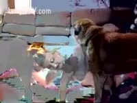 Threesome with 2 dogs